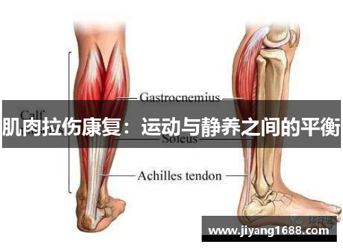 肌肉拉伤康复：运动与静养之间的平衡