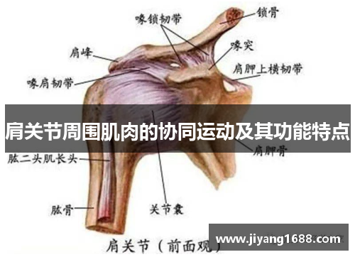 肩关节周围肌肉的协同运动及其功能特点 肩关节周围肌肉的协同运动及其功能特点
